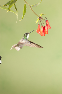 hummer